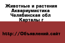 Животные и растения Аквариумистика. Челябинская обл.,Карталы г.